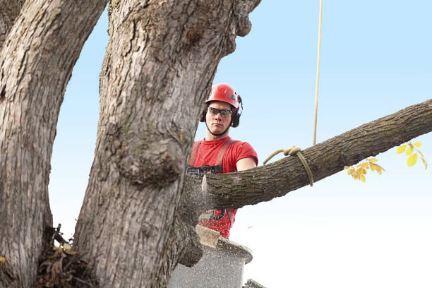 Trusted Fleetwood, PA Tree Care Experts